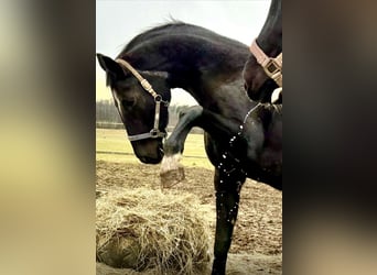 Hanoverian, Mare, 23 years, 16,2 hh, Black