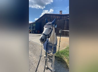 Hanoverian, Mare, 24 years, 16.2 hh, Grey