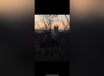 Hanoverian, Mare, 25 years, 15,2 hh, Grey