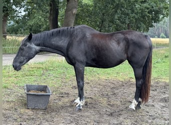 Hanoverian, Mare, 29 years, 15,2 hh, Black