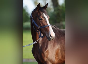 Hanoverian, Mare, 2 years, 15.1 hh, Brown