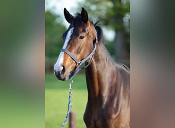 Hanoverian, Mare, 2 years, 15.1 hh, Brown