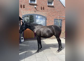 Hanoverian, Mare, 2 years, 15.1 hh, Grey