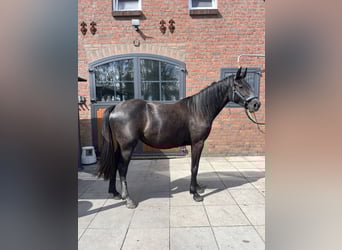 Hanoverian, Mare, 2 years, 15.1 hh, Grey