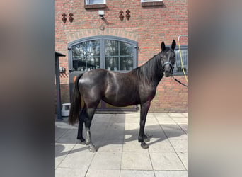 Hanoverian, Mare, 2 years, 15.1 hh, Grey