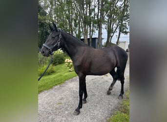Hanoverian, Mare, 2 years, 15.1 hh, Grey