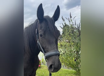 Hanoverian, Mare, 2 years, 15.1 hh, Grey