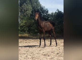 Hanoverian, Mare, 2 years, 15.2 hh, Bay-Dark