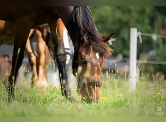 Hanoverian, Mare, 2 years, 15.2 hh, Brown