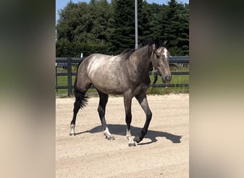 Hanoverian, Mare, 2 years, 15.2 hh, Can be white