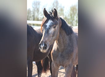 Hanoverian, Mare, 2 years, 15.2 hh, Can be white