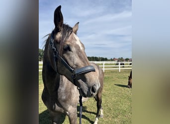 Hanoverian, Mare, 2 years, 15.2 hh, Can be white