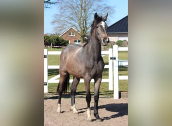 Hanoverian, Mare, 2 years, 15.2 hh, Can be white