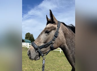 Hanoverian, Mare, 2 years, 15.2 hh, Can be white