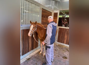 Hanoverian, Mare, 2 years, 15.2 hh, Chestnut-Red