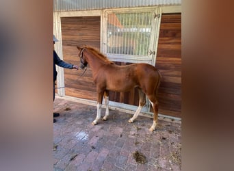 Hanoverian, Mare, 2 years, 15.2 hh, Chestnut-Red