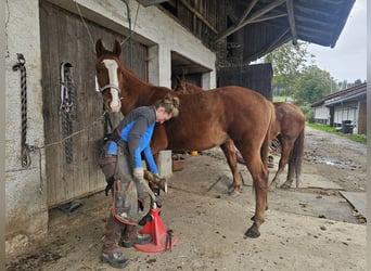 Hanoverian, Mare, 2 years, 15.2 hh, Chestnut-Red