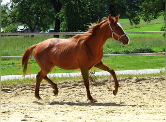 Hanoverian, Mare, 2 years, 15.2 hh, Chestnut-Red
