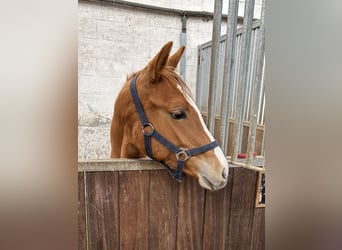 Hanoverian, Mare, 2 years, 15.2 hh, Chestnut-Red