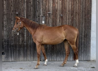 Hanoverian, Mare, 2 years, 15.2 hh, Chestnut-Red