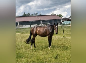 Hanoverian, Mare, 2 years, 15.3 hh, Bay-Dark