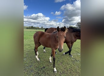 Hanoverian, Mare, 2 years, 15,3 hh, Brown