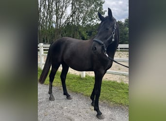 Hanoverian, Mare, 2 years, 15,1 hh, Grey