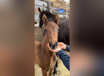 Hanoverian, Mare, 2 years, 15,2 hh, Bay-Dark