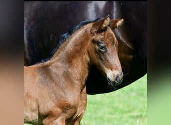 Hanoverian, Mare, 2 years, 15,2 hh, Bay-Dark