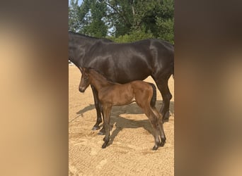 Hanoverian, Mare, 2 years, 15,2 hh, Bay-Dark