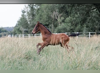 Hanoverian, Mare, 2 years, 15,2 hh, Bay-Dark