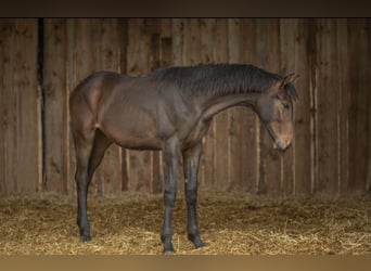 Hanoverian, Mare, 2 years, 15,2 hh, Bay-Dark