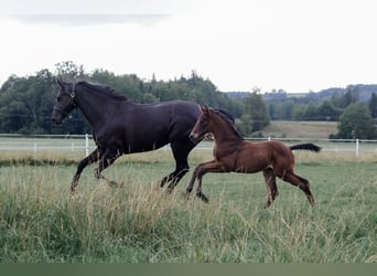 Hanoverian, Mare, 2 years, 15,2 hh, Bay-Dark
