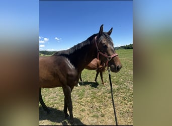 Hanoverian, Mare, 2 years, 15,2 hh, Bay-Dark