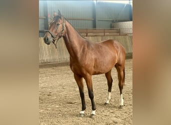 Hanoverian, Mare, 2 years, 15,2 hh, Brown
