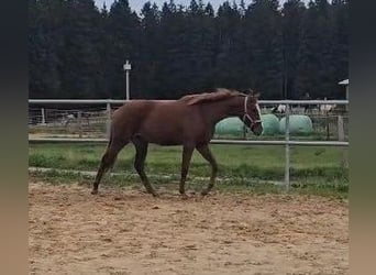 Hanoverian, Mare, 2 years, 15,2 hh, Chestnut-Red