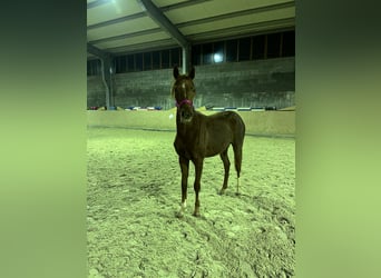 Hanoverian, Mare, 2 years, 15,2 hh, Chestnut-Red
