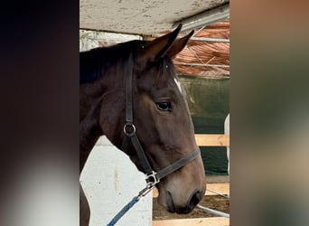 Hanoverian, Mare, 2 years, 16,1 hh, Black