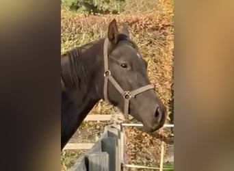 Hanoverian, Mare, 2 years, 16,1 hh, Black