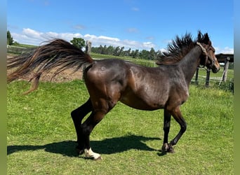 Hanoverian, Mare, 2 years, 16.1 hh, Brown