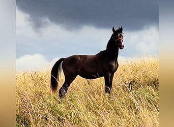Hanoverian, Mare, 2 years, 16.1 hh, Brown