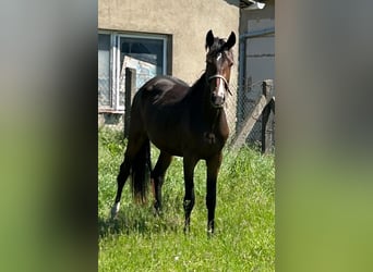 Hanoverian, Mare, 2 years, 16.1 hh, Brown