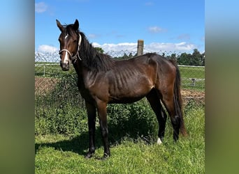 Hanoverian, Mare, 2 years, 16.1 hh, Brown