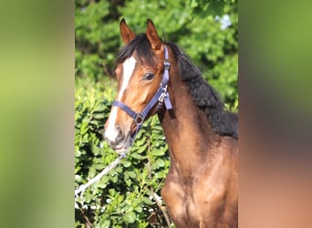 Hanoverian, Mare, 2 years, 16.1 hh, Brown
