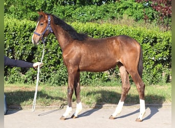 Hanoverian, Mare, 2 years, 16.1 hh, Brown