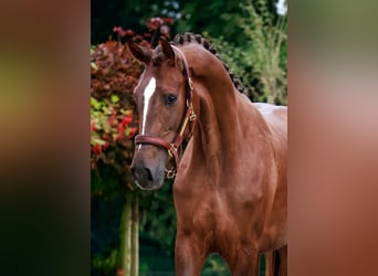 Hannoveraner, Stute, 2 Jahre, 16,1 hh, Dunkelfuchs