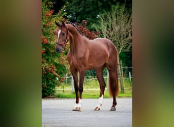 Hannoveraner, Stute, 2 Jahre, 16,1 hh, Dunkelfuchs