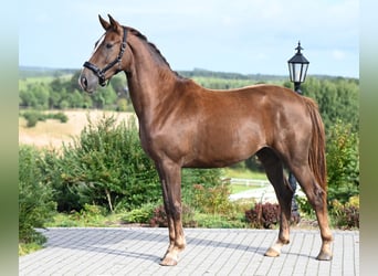 Hanoverian, Mare, 2 years, 16,1 hh, Chestnut-Red