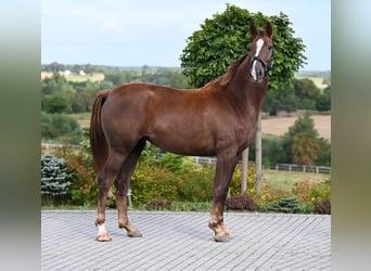 Hanoverian, Mare, 2 years, 16,1 hh, Chestnut-Red