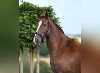 Hanoverian, Mare, 2 years, 16,1 hh, Chestnut-Red